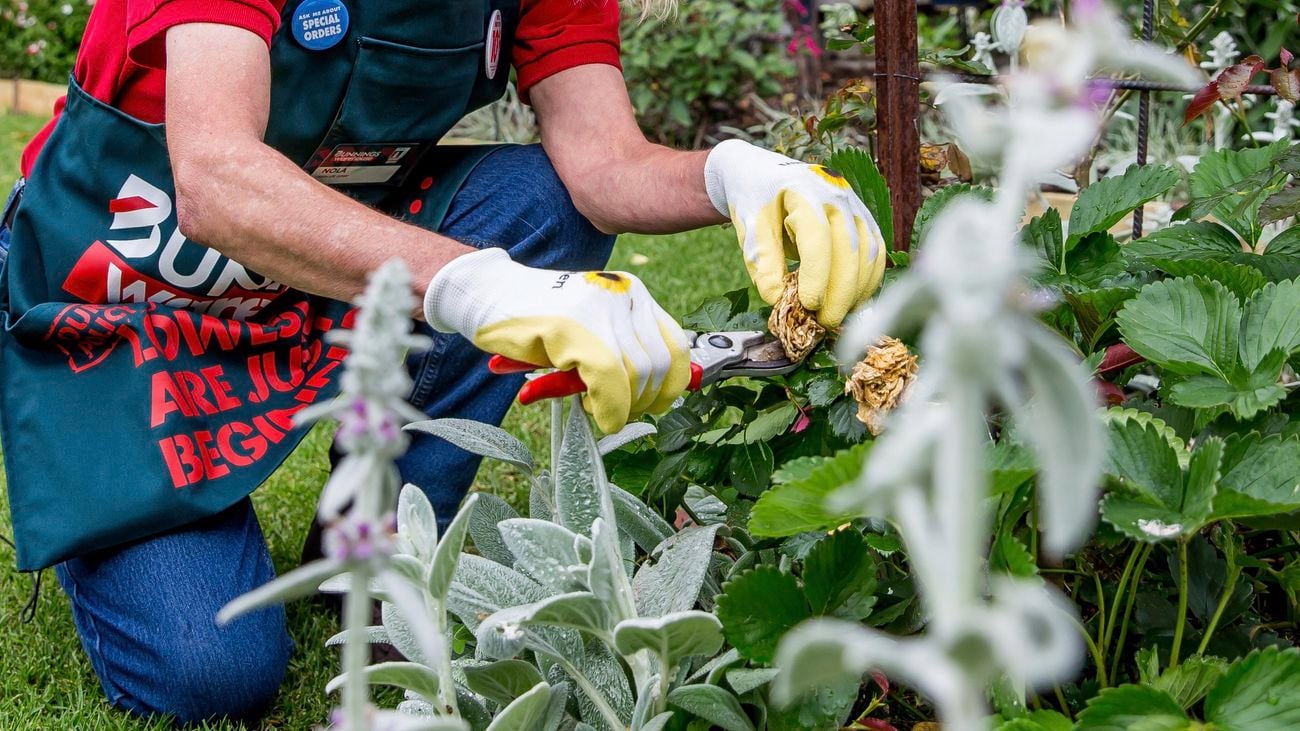 Bunnings team member trimming flowers with secateurs 