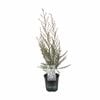 170 mm Leptospermum Wiri Linda