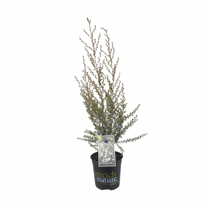 170 mm Leptospermum Wiri Linda