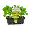Punnet Shelling Pea - Pisum sativum