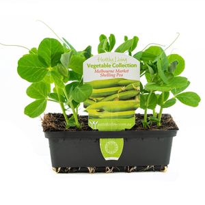 Punnet Shelling Pea - Pisum sativum