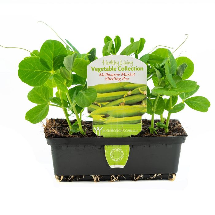 Punnet Shelling Pea - Pisum sativum