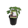 3L Blackcurrant Sefton - Ribes nigrum Sefton PVR - Incredible Edibles Range