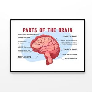 Parts Of the Brain Educational Scheme  Print 100% Australian Made 90x60cm  (Poster)