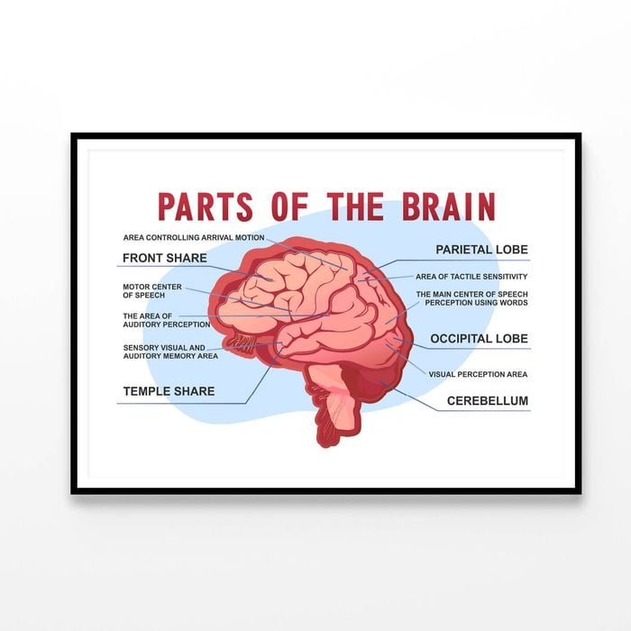 Parts Of the Brain Educational Scheme  Print 100% Australian Made 90x60cm  (Poster)