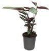170mm Silver Star - Ctenanthe setosa