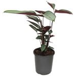 170mm Silver Star - Ctenanthe setosa