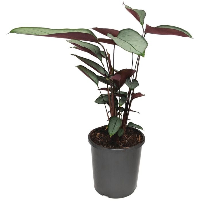 170mm Silver Star - Ctenanthe setosa