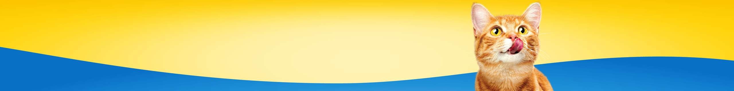 A cat looking up with his tongue out in a blue and yellow background.