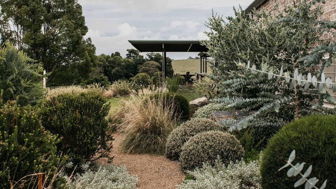 A garden with a gravel pathway, lined with native shrubs and grasses