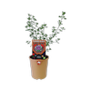 140mm Native Oregano - Prostanthera rotundifolia
