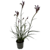 130mm Kangaroo Paw - Anigozanthos Celebrations® Carnivale™