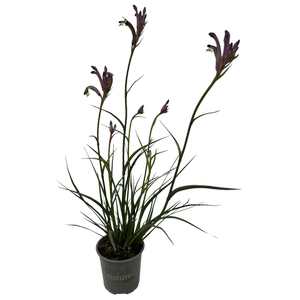130mm Kangaroo Paw - Anigozanthos Celebrations® Carnivale™