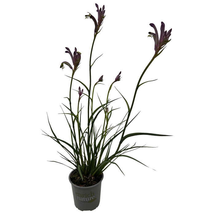 130mm Kangaroo Paw - Anigozanthos Celebrations® Carnivale™
