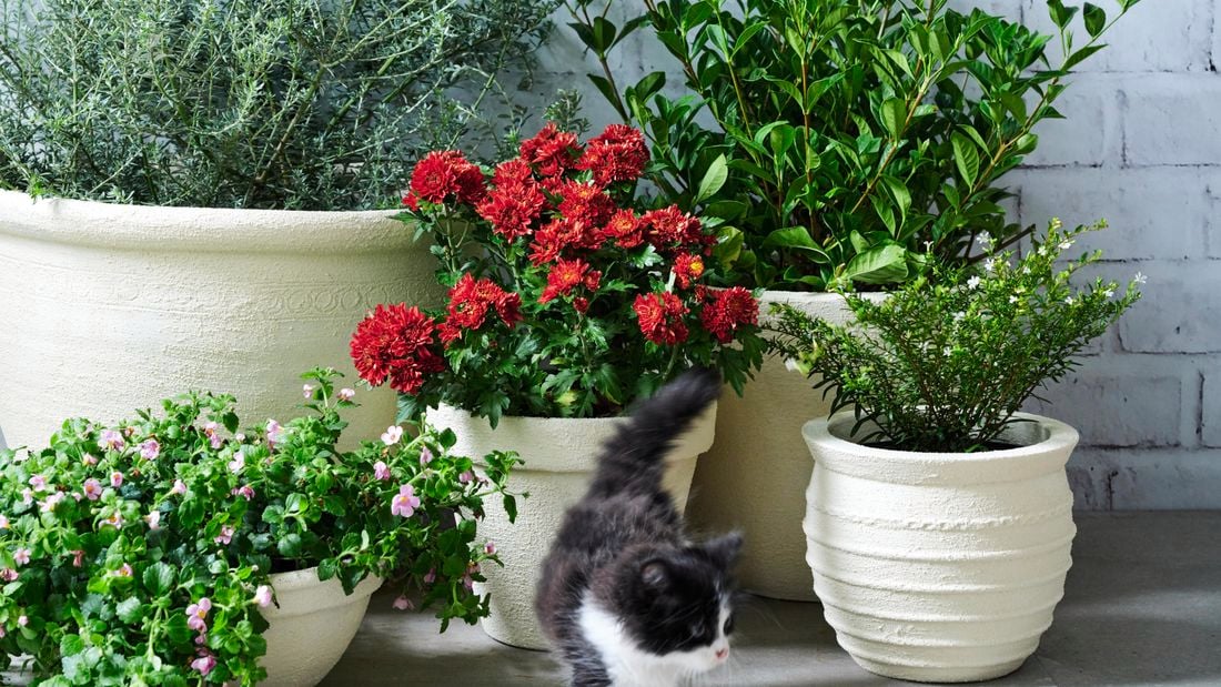 pots in front of a wall and a cat passing by