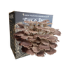 Oak and Spore Italian Oyster Mushroom Grow Kit