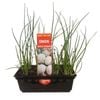 Punnet Onion White Spanish - Grow Your Own Range