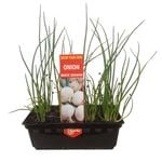 Punnet Onion White Spanish - Grow Your Own Range
