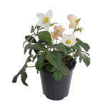 2.4L Helleborus HGC® Jasper - Helleborus niger