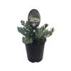 3.5L Silverbush - Convolvulus cneorum