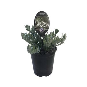 3.5L Silverbush - Convolvulus cneorum