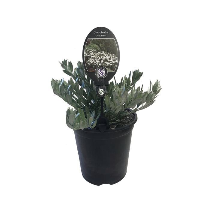 3.5L Silverbush - Convolvulus cneorum