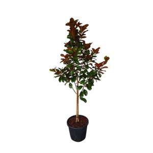 30L Magnolia Teddy Bear - Magnolia grandiflora Teddy Bear