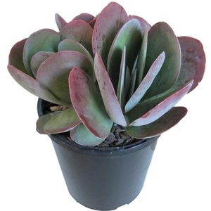 1.9L Kalanchoe Bronze Sculpture - Kalanchoe thyrsiflora
