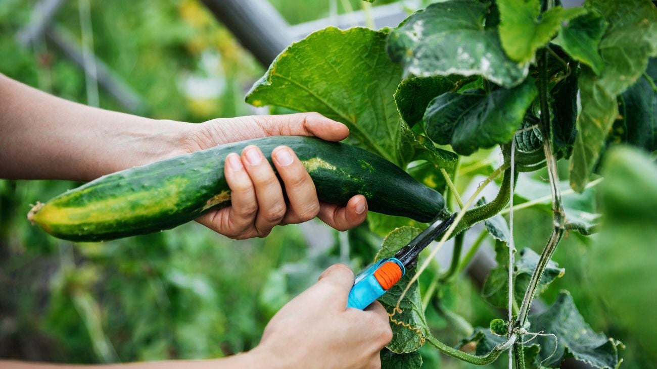 A close up of a large, organic cucumber being harvested by hand.