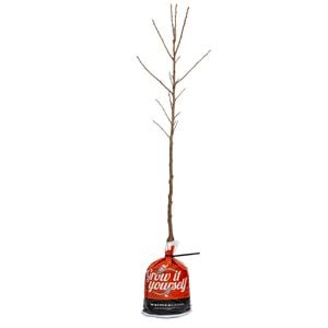 250mm Apple Pacific Rose - Malus domestica