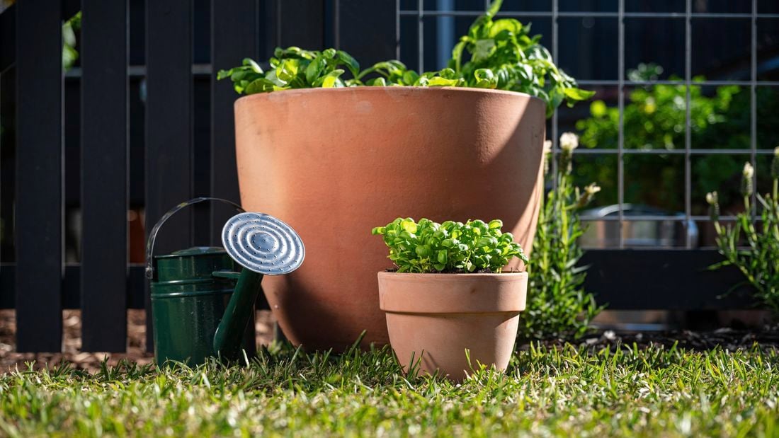 Guide to growing, harvesting, and cooking basil 