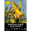Yarra Valley Bulbs Daffodil February Gold - 3 Pack