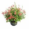 150 mm Diascia  Genta Orange