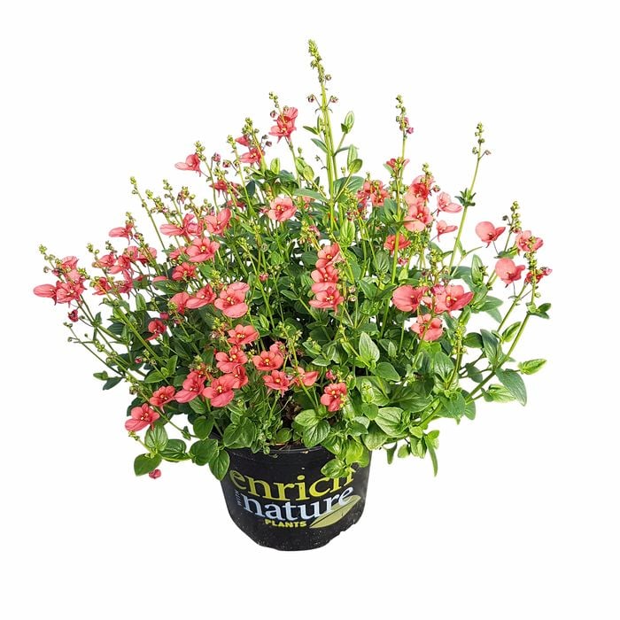150 mm Diascia  Genta Orange