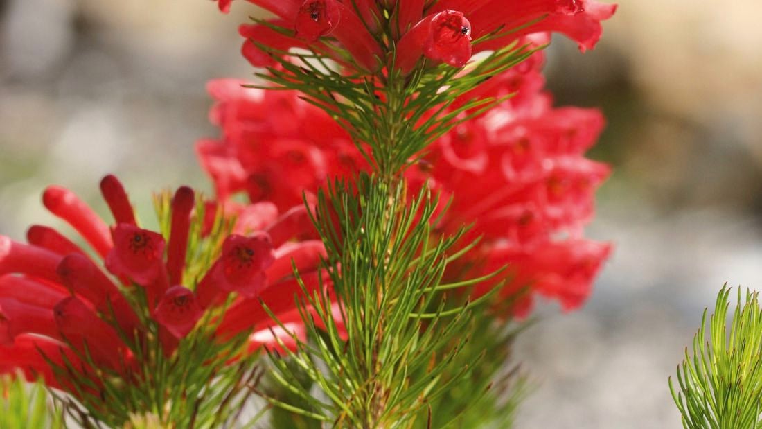 Native Australian Christmas trees with a twist