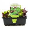 Punnet Lettuce Combo - Lactuca sativa