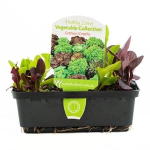 Punnet Lettuce Combo - Lactuca sativa