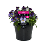 180mm Viola Neon Purple Wing - Viola cornuta