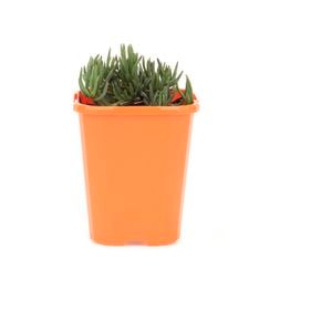 85mm Pigface - Mesembryanthemum Rainbow
