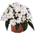105mm New Guinea Impatiens - Impatiens hawkeri
