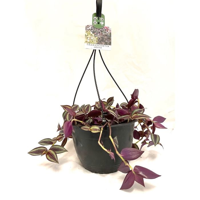 200mm Tradescantia Zebrina - Basket Jewels Range