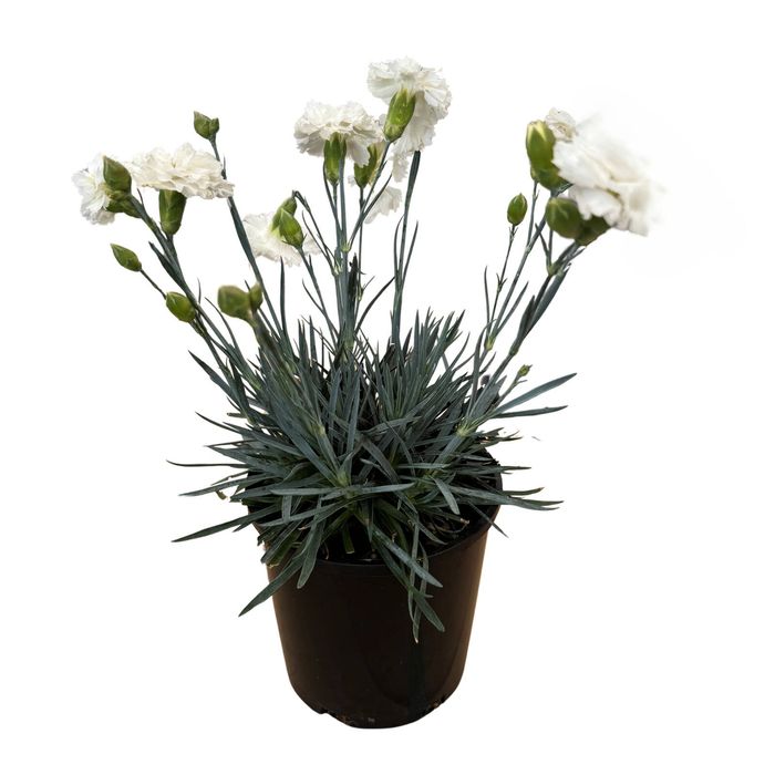 1.9L White Memories  - Dianthus