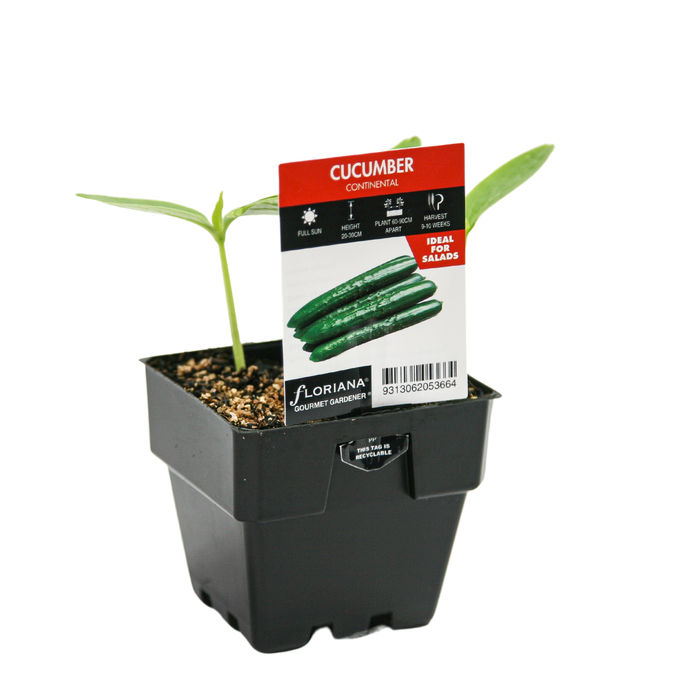 100mm Cucumber Continental - Cucumis sativus - Floriana Gourmet Gardner