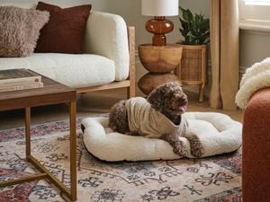 dog in a dog bed