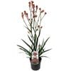 140mm Bush Coral Kangaroo Paw - Anigozanthos hybrid 'Bush Coral'