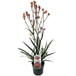 140mm Bush Coral Kangaroo Paw - Anigozanthos hybrid 'Bush Coral'