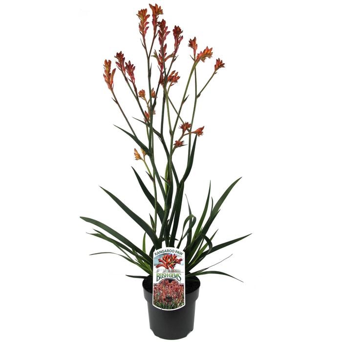 140mm Bush Coral Kangaroo Paw - Anigozanthos hybrid 'Bush Coral'