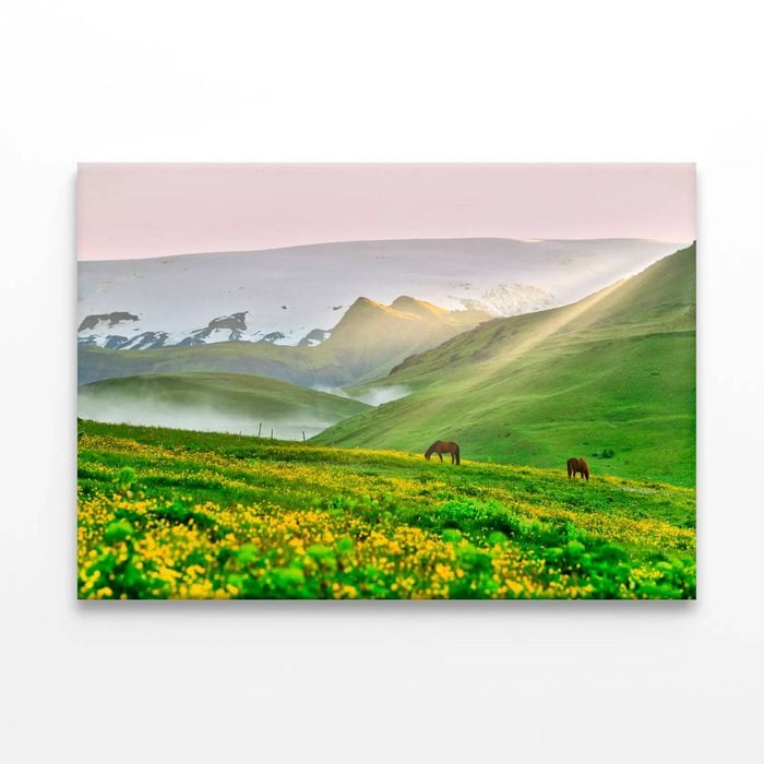 Horses Surrounded By Grasslands  Print 100% Australian Made 90 x 60cm  (Stretched)