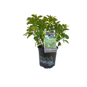170mm Mexican Orange Blossom - Choisya temata