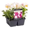 4 Cell - Plant-Perfect 4 Pots Range- Viola Baby Grand Rose